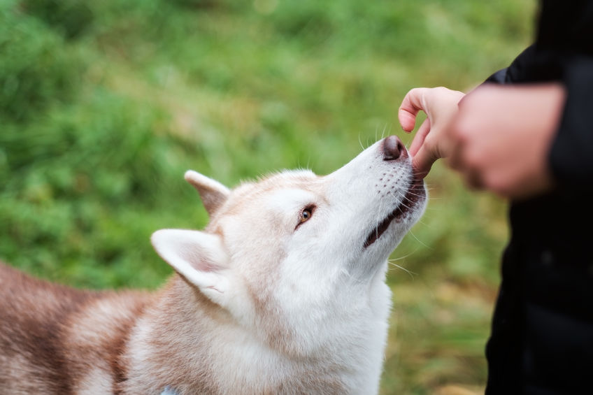 chien qui reçoit une récompense