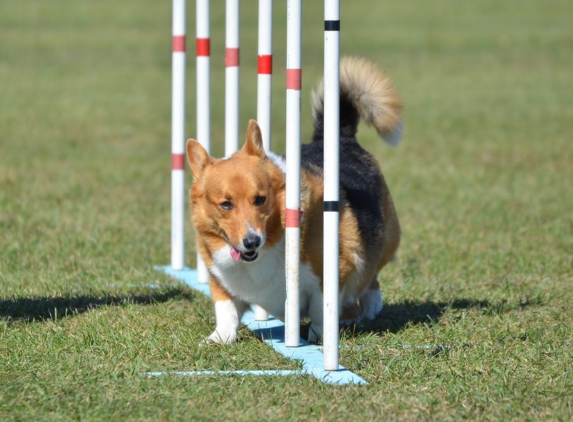 chien à l'entrainement 