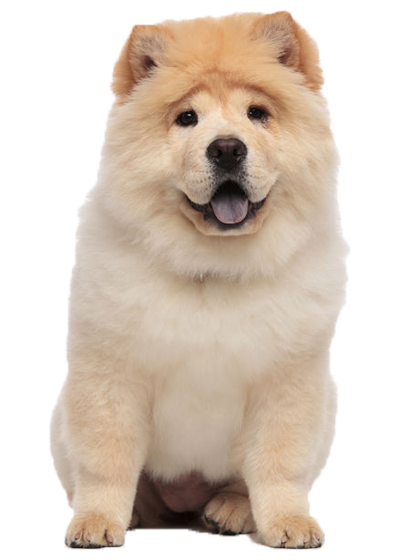 Chow-Chow