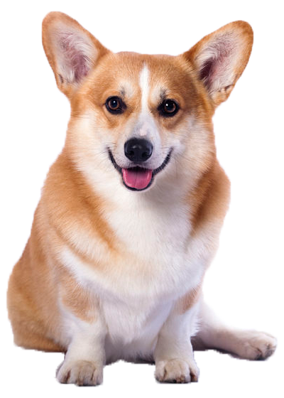 Welsh Corgi Pembroke