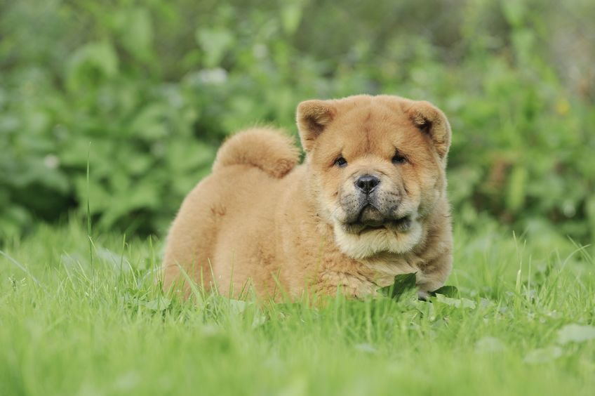 Chiot Chow-Chow 