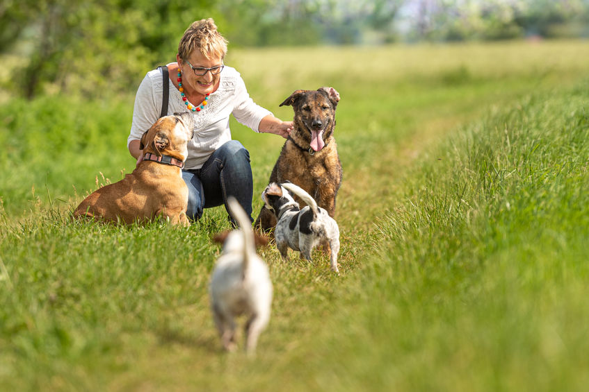 Plusieurs chiens