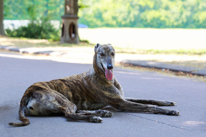 Greyhound allongé