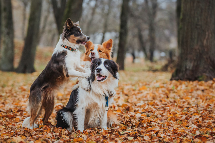 Border Collie en foret