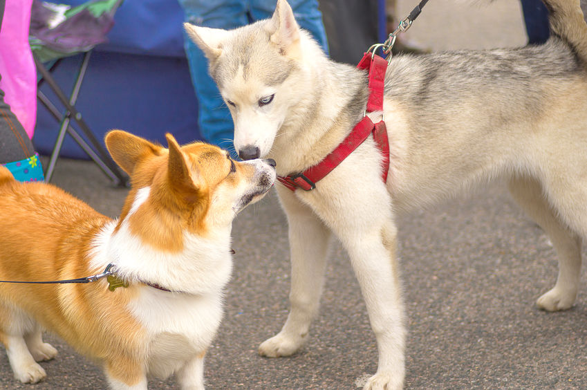 communication entre chiens 