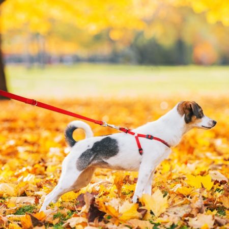 Laisse pour chien