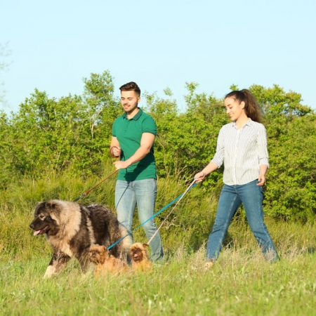 Promener son chien à plusieurs