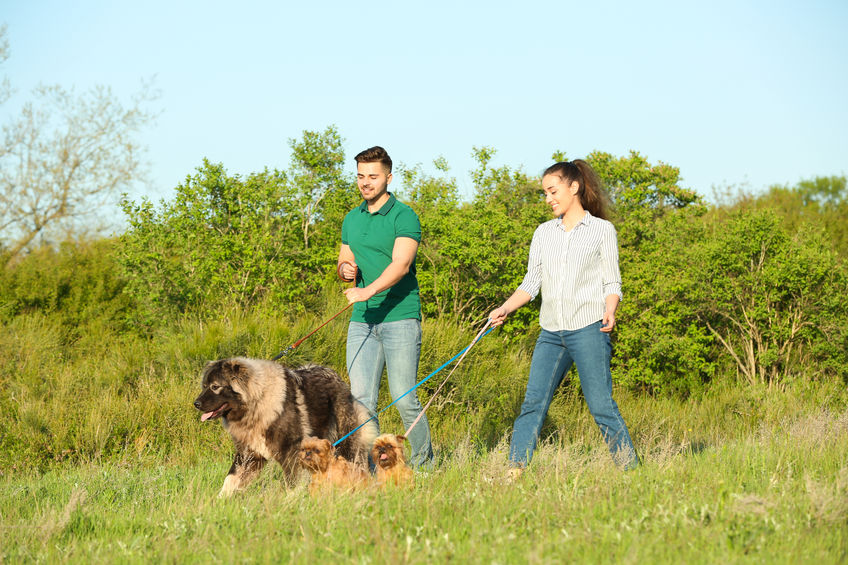 Promener son chien à plusieurs