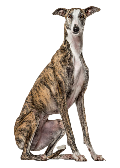 Greyhound