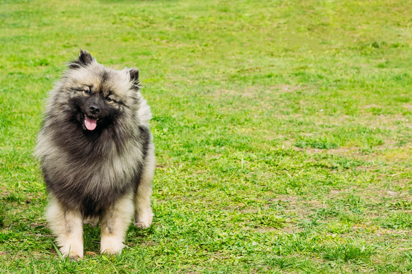 Spitz Loup dans le jardin