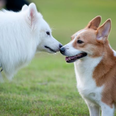 Interaction entre chiens