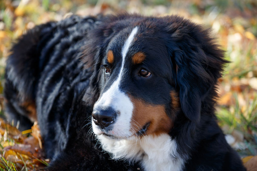 Bouvier Bernois : Caractéristiques du chien