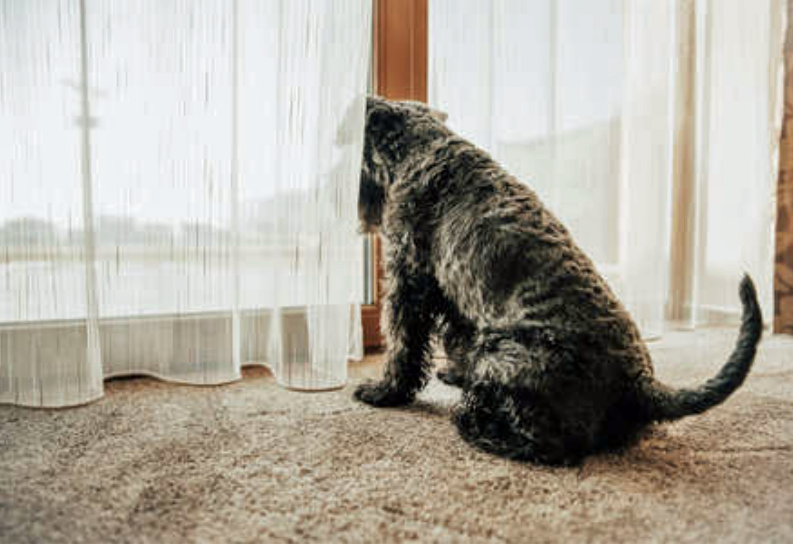 confinement avec son chien