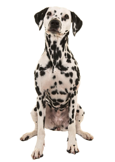 Dalmatien