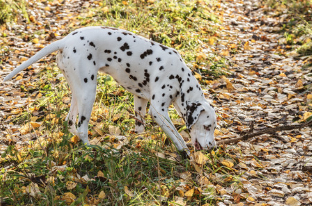 Chien Dalmatien en forêt