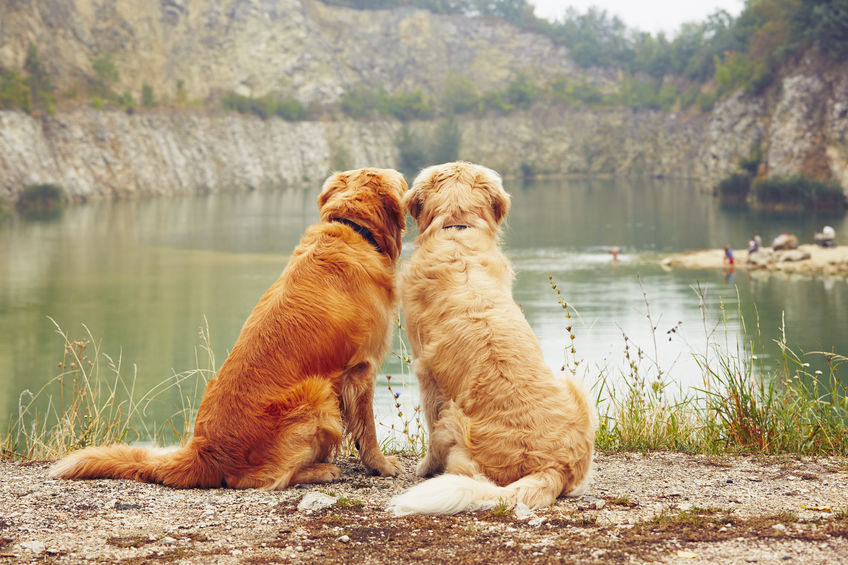 chiens amoureux