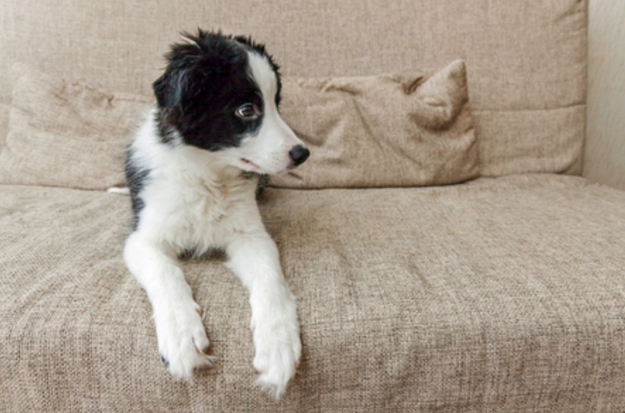 Chien confiné à la maison