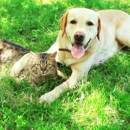 Chien et Chat une vie harmonieuse