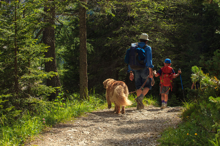 activité du chien