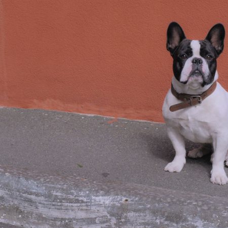 Chien fugueur dans la rue