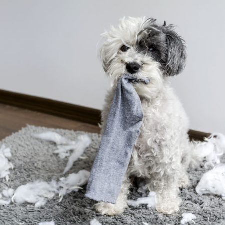 chien fait des bétises