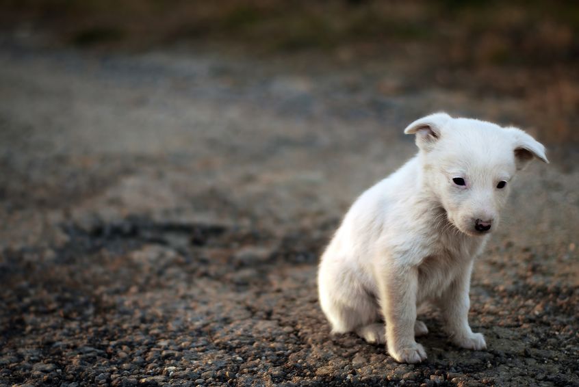 chien wouf wouf triste