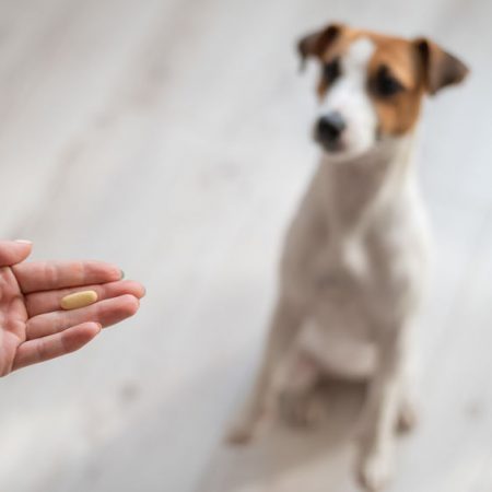 donner un médicament à son chien