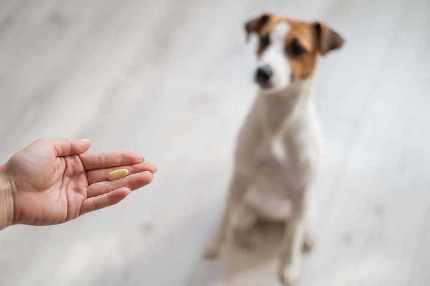 donner un médicament à son chien 