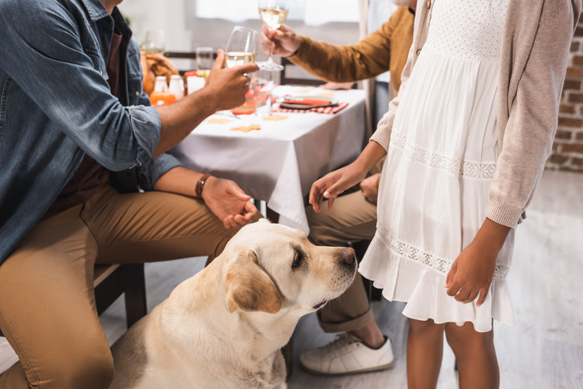 soirée du nouvel an avec son chien