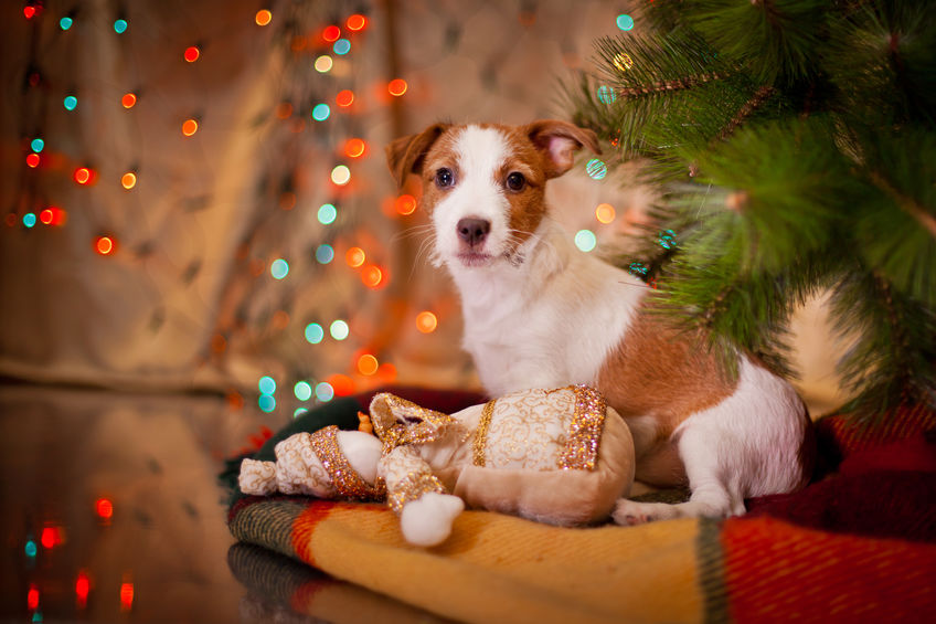 offrir un chien à Noël