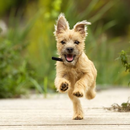 arrivée d'un chiot Wouf Wouf