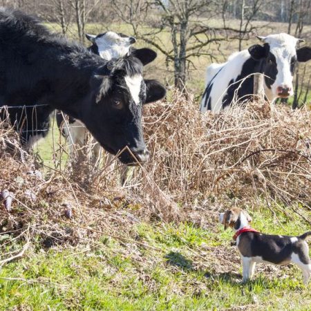 débuter l'éducation du chiot