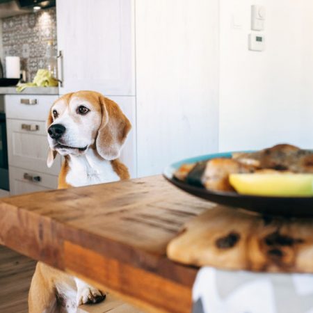 nouvel an avec son chien