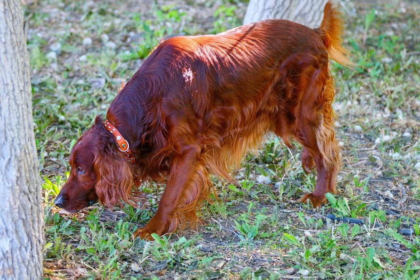 chien Irlandais en forêt