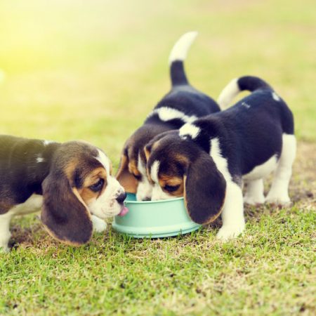 apprendre à partager à son chien