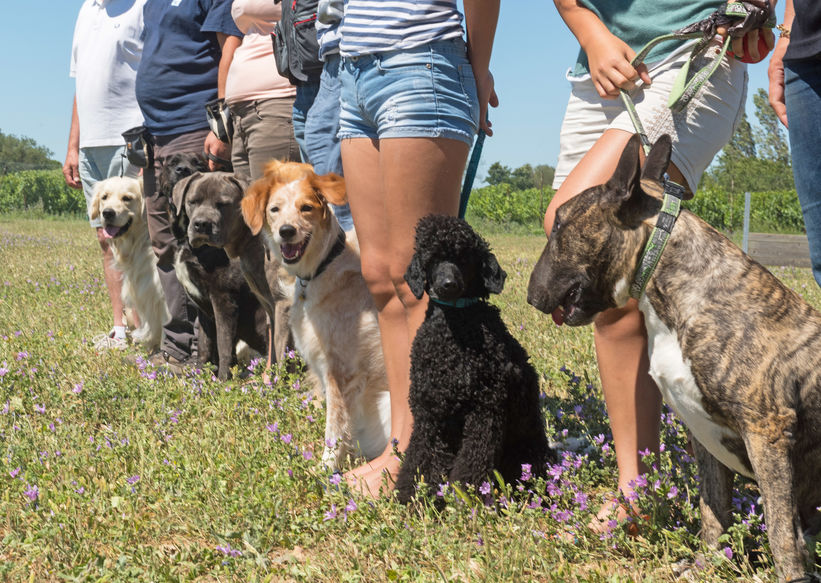 éducation canine en groupe