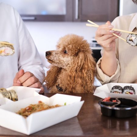 chien qui réclame pendant le repas