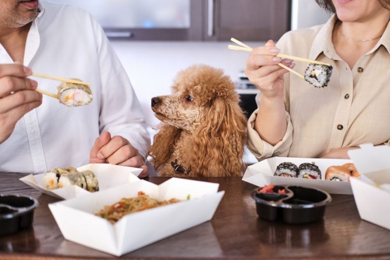 Mon Chien Est Insupportable Avec Les Invités Mon chien réclame à table - L'empêcher de quémander | Blog Wouf Wouf