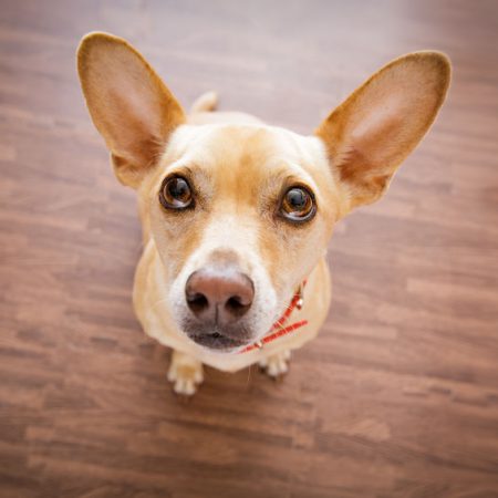 rencontrer un chien inconnui