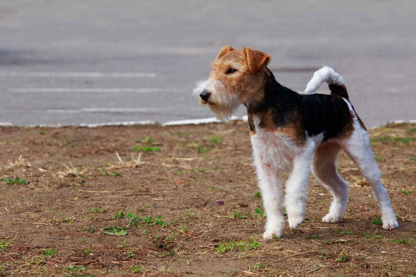 Fox Terrier Wouf Wouf 