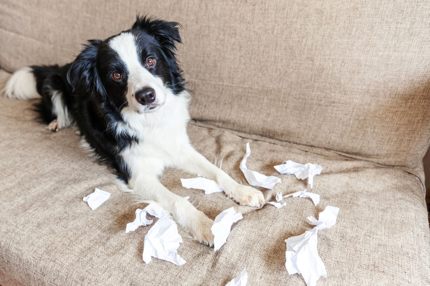 liberté du chien à la maison 