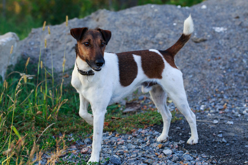 Fox Terrier poil lisse