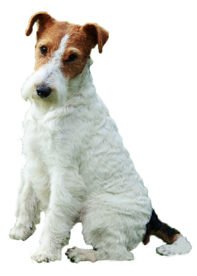 Fox Terrier