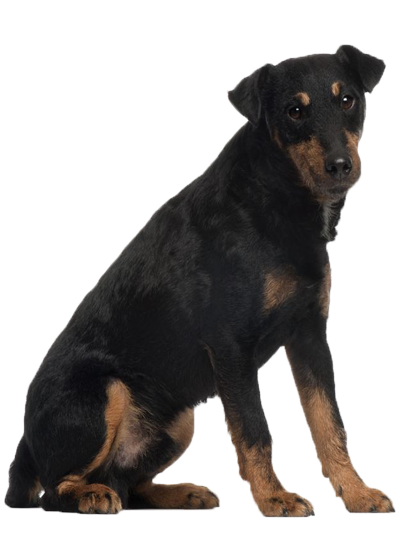 Jagd Terrier