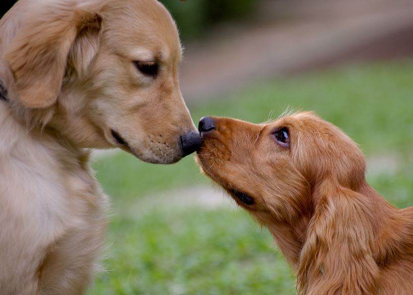 socialisation du chien 