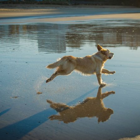 liberté du chien en balade