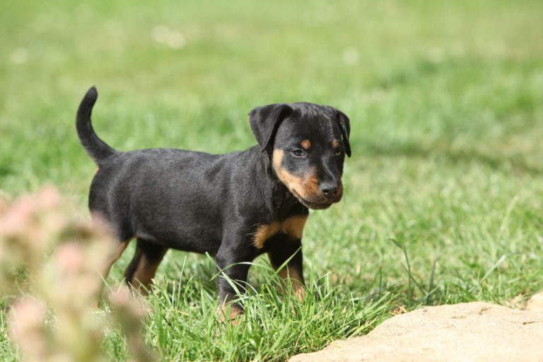 Jagd Terrier Caractéristiques du chien Blog Wouf Wouf Jagd Terrier Caractéristiques du chien Blog Wouf Wouf