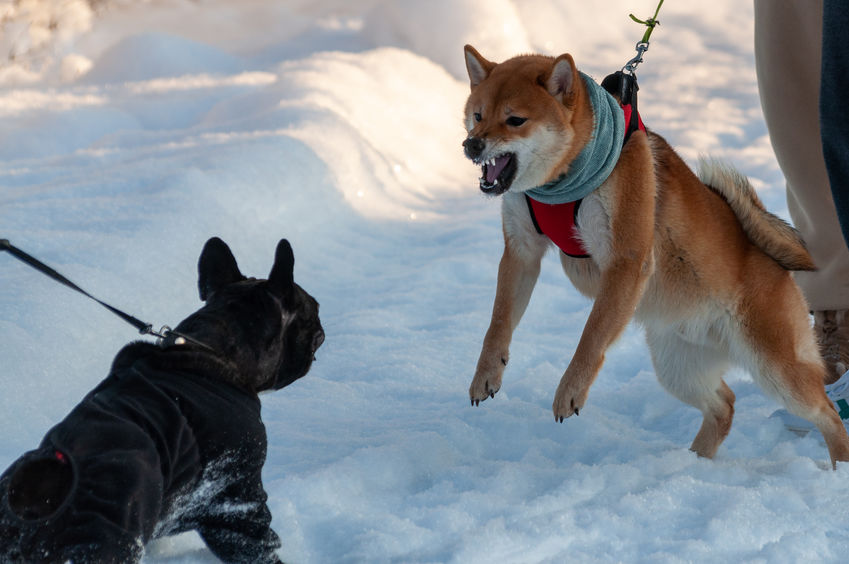 deux chiens aboient 