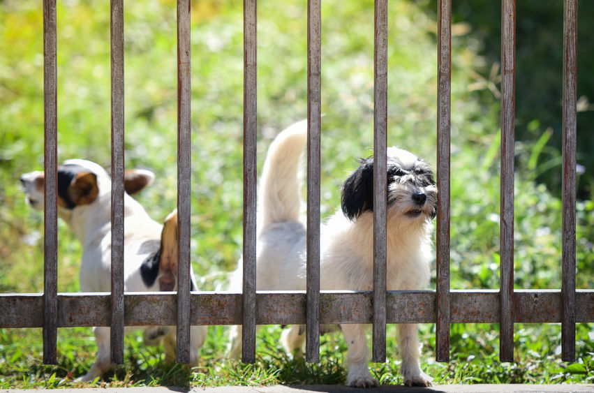 2 chiens derrière un portail
