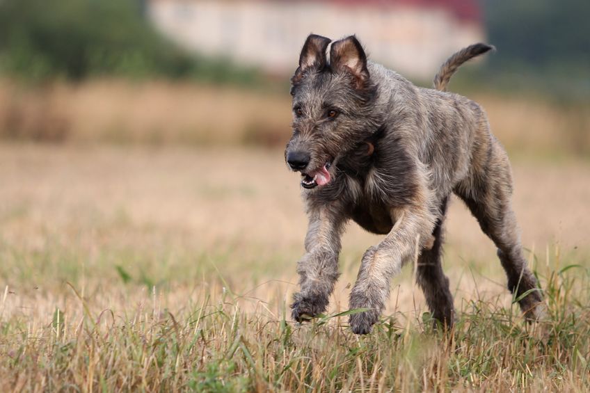 irish wolfhound qui court